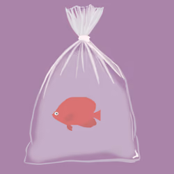 Feesh #260 "Mitch"