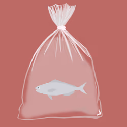 Feesh #19 "Bebe Shark"