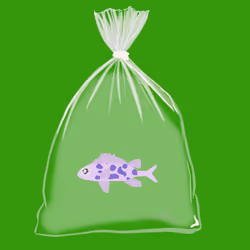 Feesh #1559 "Tereska"