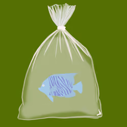 Feesh #3443 "Saturn"