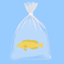 Feesh #1511 "Mustard Seed"