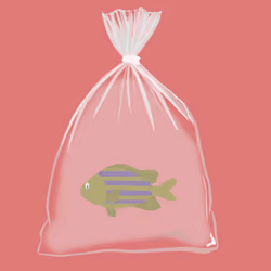 Feesh #127 "BOZO"