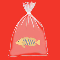 Feesh #13 "stripes"