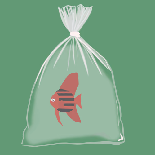 Feesh #1582
