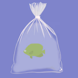 Feesh #696