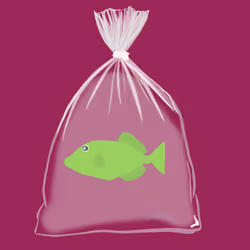 Feesh #1362