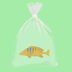 Feesh #90 "Goldie"