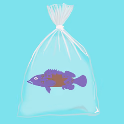 Feesh #1181