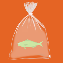 Feesh #1922