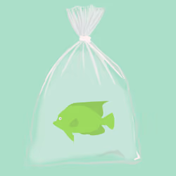 Feesh #107