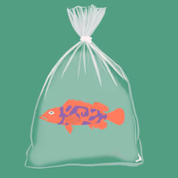 Feesh #555