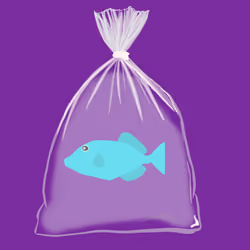 Feesh #2813 "Frenzy "