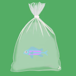 Feesh #3801