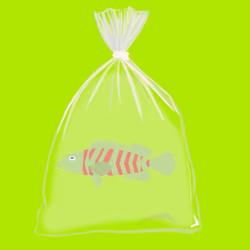 Feesh #126 "SPEEDY"