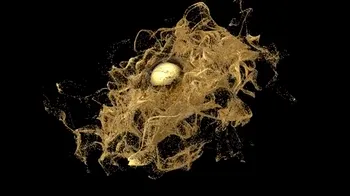 Item #570426880 Media