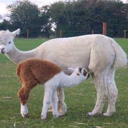 Alpaca - Baby Abu