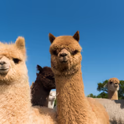 Alpaca - Tyson & Brienna - Summer