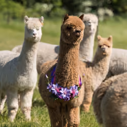 Alpaca - Flower Crown - Summer