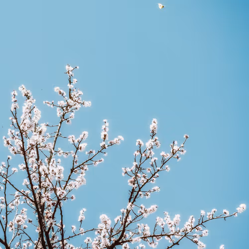 Glories Of Heaven