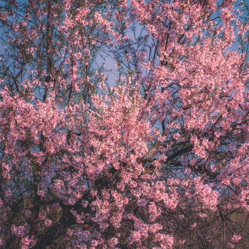 Glories Of Heaven