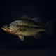 Florida Bass #217