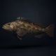 Lingcod #395