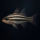 Blackstriped Cardinalfish #2169