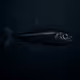 Power's Deep-Water Bristle-Mouth Fish #337