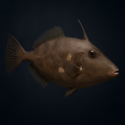 Sixspine Leatherjacket #525