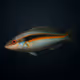 Mediterranean Rainbow Wrasse #166