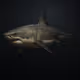 Great White Shark #231