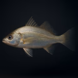 Silver Perch #721