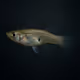 Eastern Mosquitofish #92