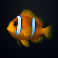 Red Sea Anemonefish #704