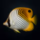 Threadfin Butterflyfish #147