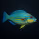 Striped Parrotfish #400