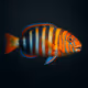 Harlequin Tuskfish #2202