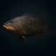 Dusky Grouper #203