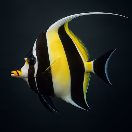 Item #1201 Media