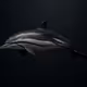 Striped Dolphin #401