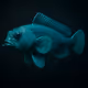 Turquoise Plunderfish #228
