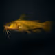 Yellow Bullhead #336