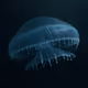 Crystal Jelly #17