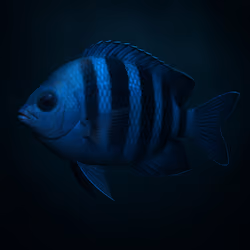 475
