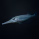Blue-spotted Cornetfish #130