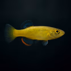 Rainwater Killifish #2232