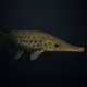 Spotted Gar #392