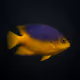 Diana Hogfish #2187