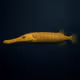 Pacific Trumpetfish #208