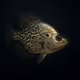 Black Crappie #120